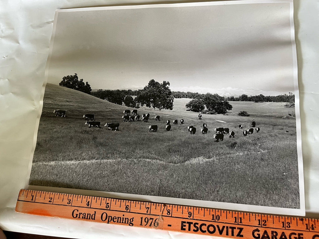 Vintage Early 1900s Cattle Ranch 11x14” Photograph BxW; Mountain Range, Cowboys