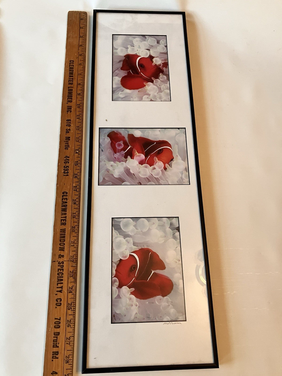 Vintage Clownfish In Bleached White Anemone Framed Photographs Signed Mike Bacon