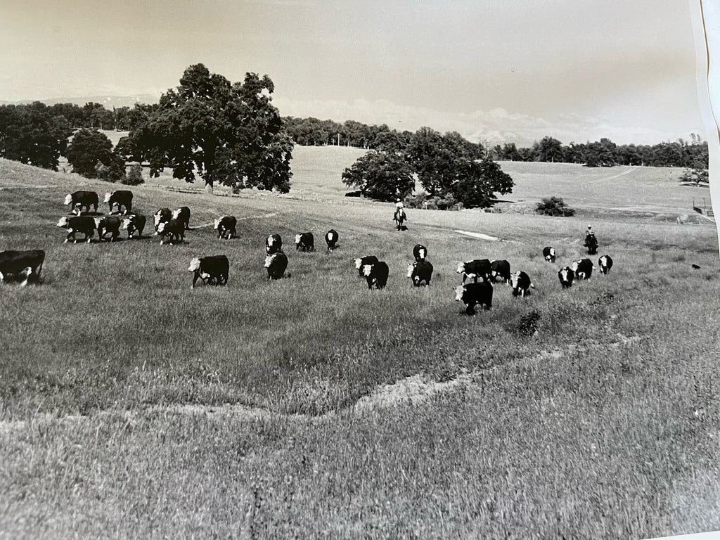 Vintage Early 1900s Cattle Ranch 11x14” Photograph BxW; Mountain Range, Cowboys