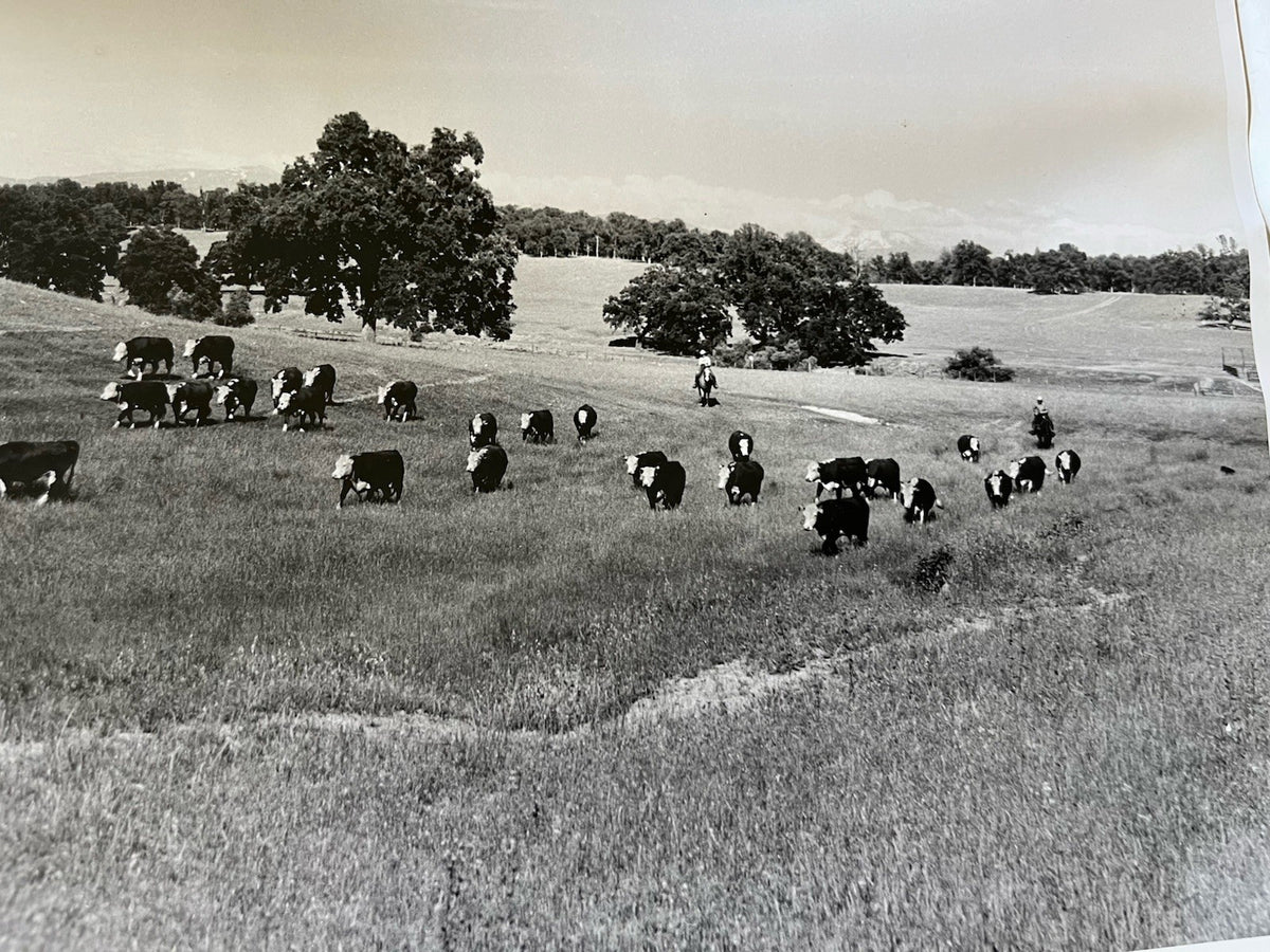 Vintage Early 1900s Cattle Ranch 11x14” Photograph BxW; Mountain Range, Cowboys
