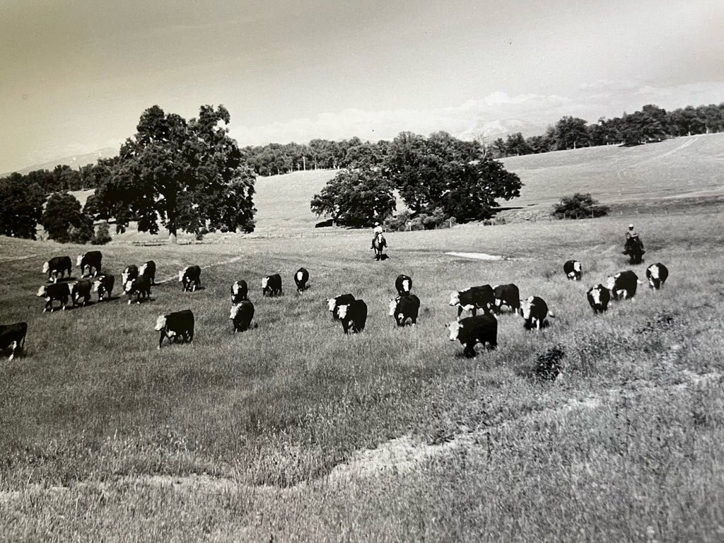 Vintage Early 1900s Cattle Ranch 11x14” Photograph BxW; Mountain Range, Cowboys