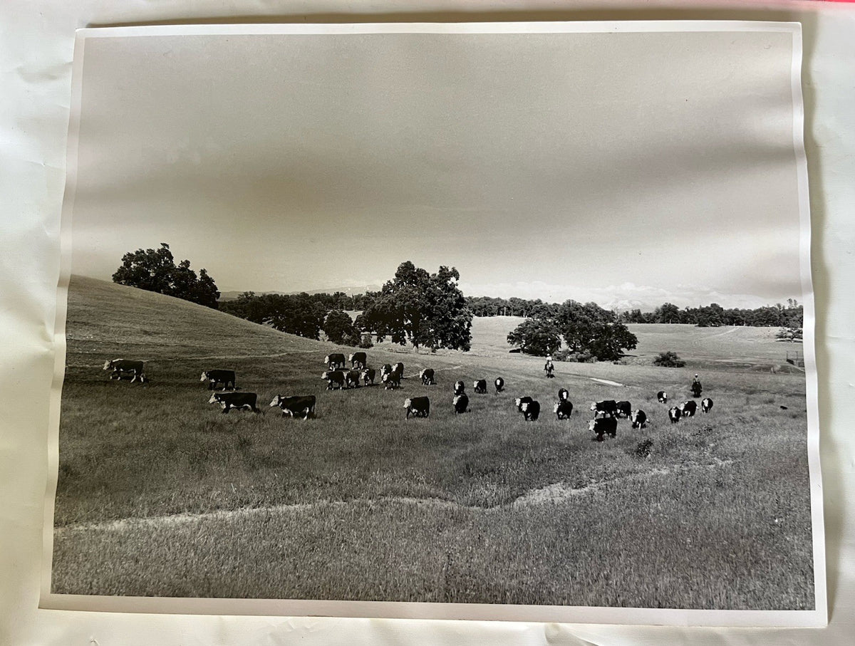Vintage Early 1900s Cattle Ranch 11x14” Photograph BxW; Mountain Range, Cowboys