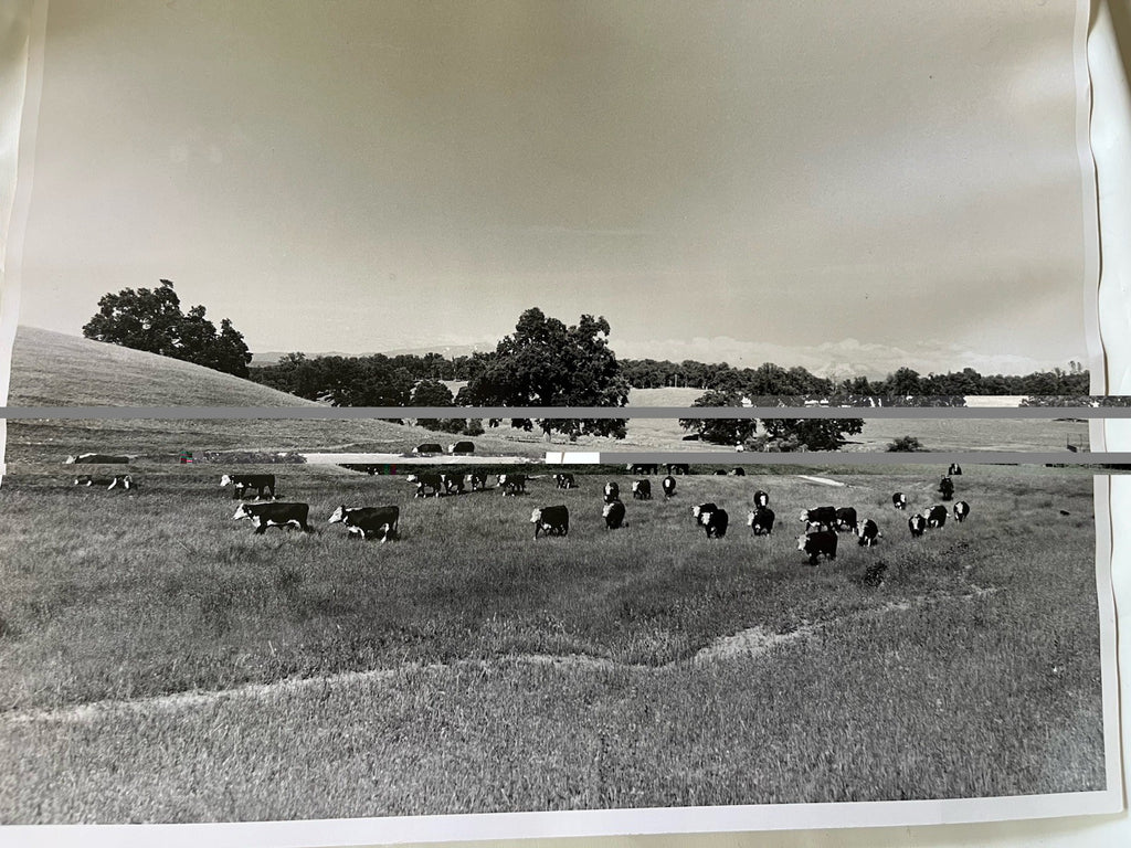 Vintage Early 1900s Cattle Ranch 11x14” Photograph BxW; Mountain Range, Cowboys