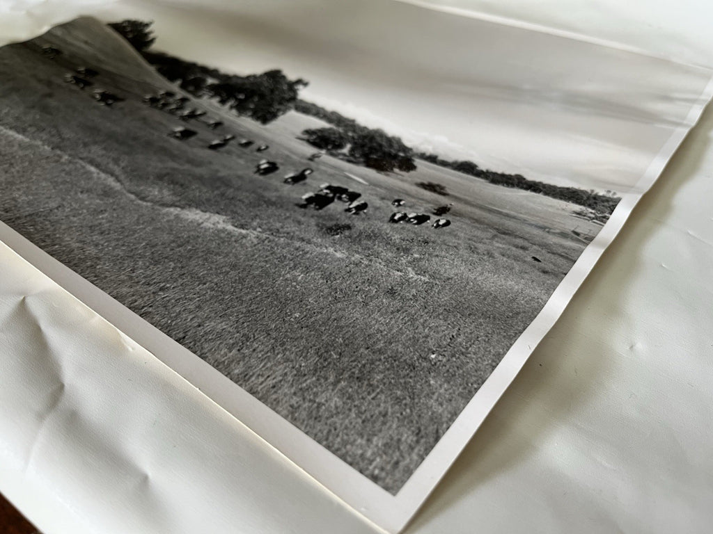 Vintage Early 1900s Cattle Ranch 11x14” Photograph BxW; Mountain Range, Cowboys