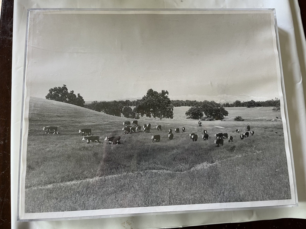 Vintage Early 1900s Cattle Ranch 11x14” Photograph BxW; Mountain Range, Cowboys