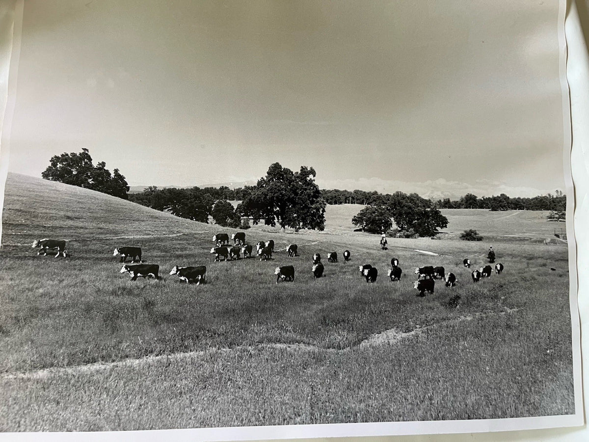Vintage Early 1900s Cattle Ranch 11x14” Photograph BxW; Mountain Range, Cowboys