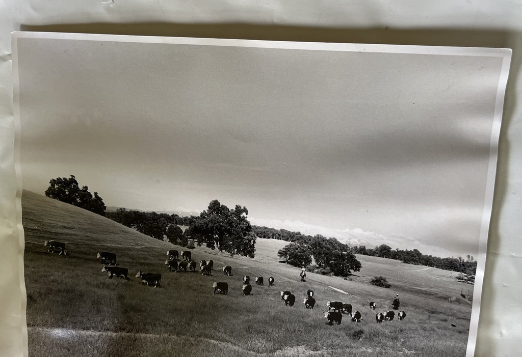 Vintage Early 1900s Cattle Ranch 11x14” Photograph BxW; Mountain Range, Cowboys