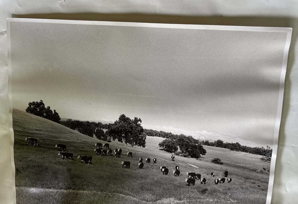 Vintage Early 1900s Cattle Ranch 11x14” Photograph BxW; Mountain Range, Cowboys